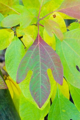 Sassafras albidum - sasafras lékařský - list podzim